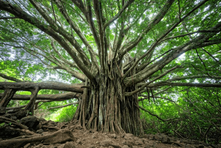 impressive tree