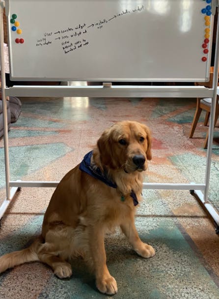 image of a golden retriever in front of a white board